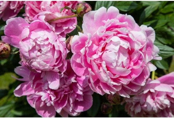 Pfingstrose (Paeonia)