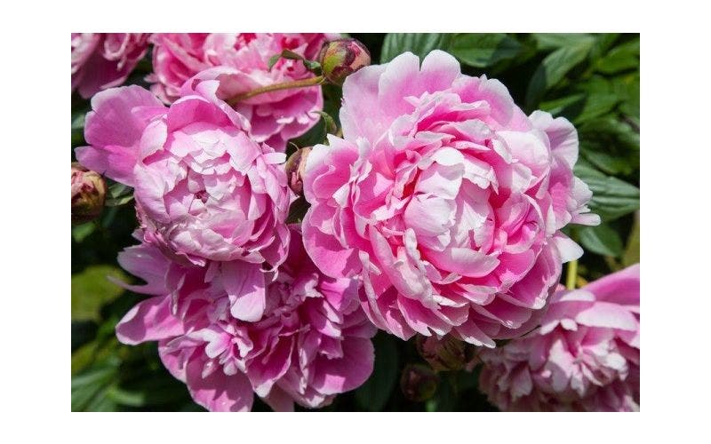 Pfingstrose (Paeonia)