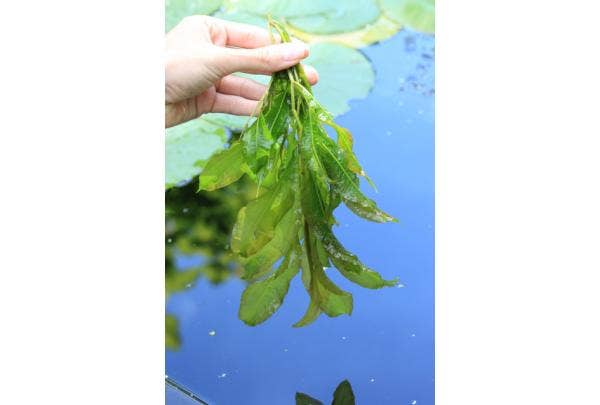 Sauerstoffpflanzen für klares Teichwasser