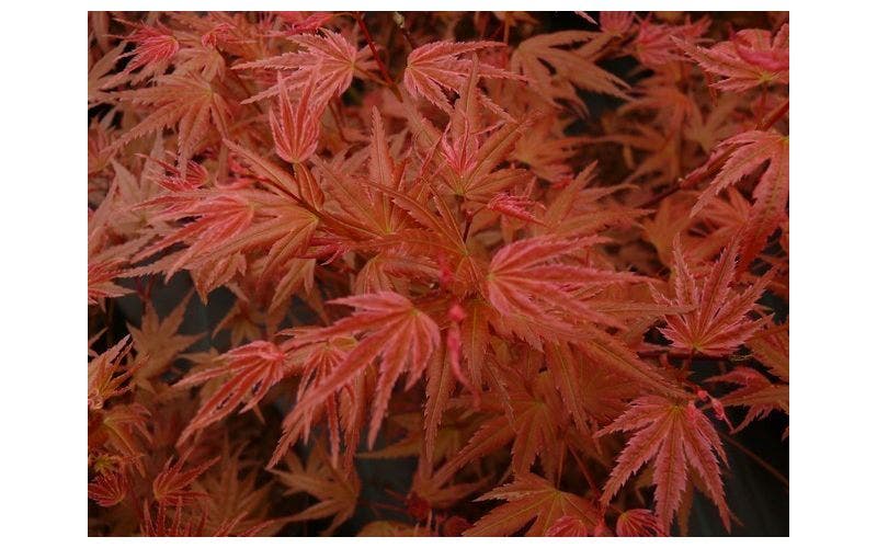 Ahorn (Acer)