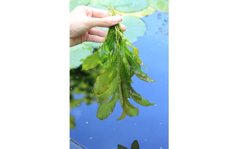 Sauerstoffpflanzen für klares Teichwasser