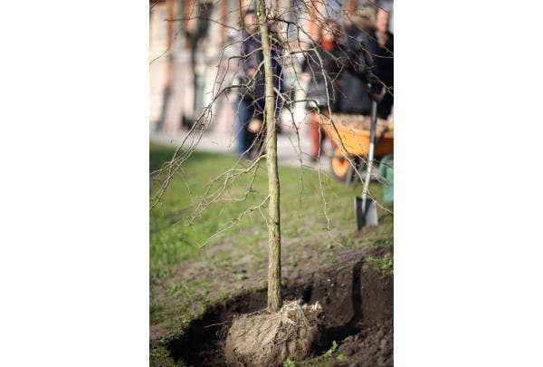 Baum pflanzen