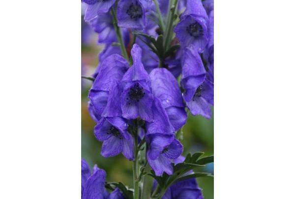 Blaue Mönchskappe (Aconitum)