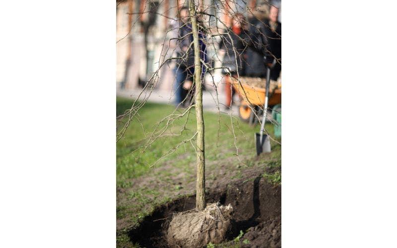 Baum pflanzen
