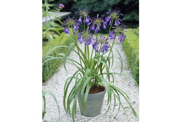 Afrikanische Lilie (Agapanthus)