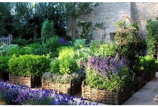 Eigene Kräuter anbauen