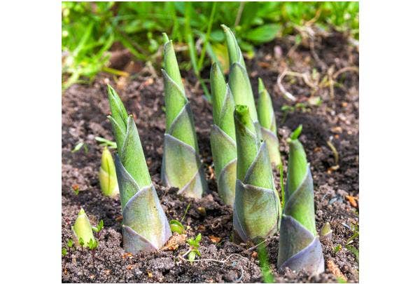 Wie kann man feststellen, ob eine Pflanze noch lebt