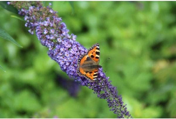 Schmetterlinge im Garten