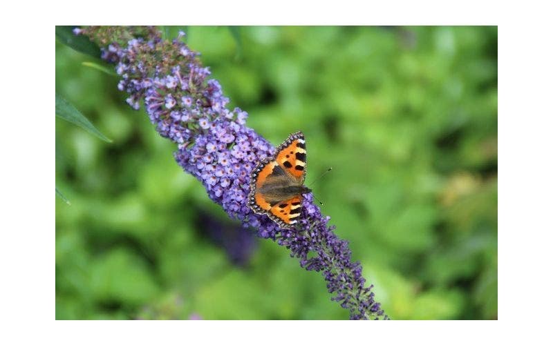 Schmetterlinge im Garten