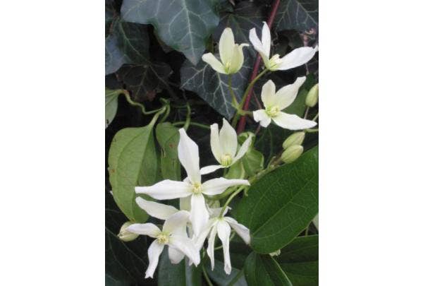 Winterharte Pflanzen