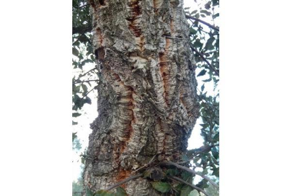 Korkenzieher-Eiche Quercus suber