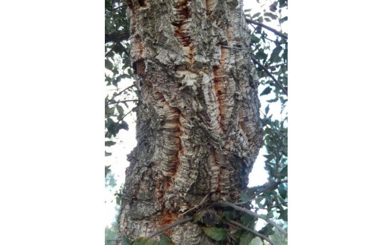 Korkenzieher-Eiche Quercus suber