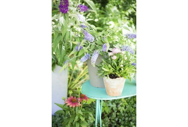 Schmetterlingsflieder - Buddleja