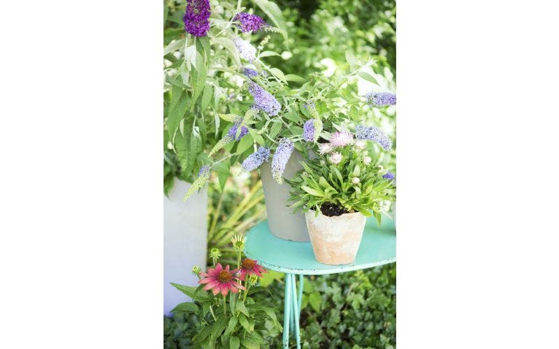 Schmetterlingsflieder - Buddleja