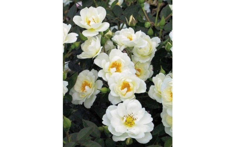 Weiße Rose