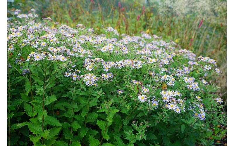 Aster september 