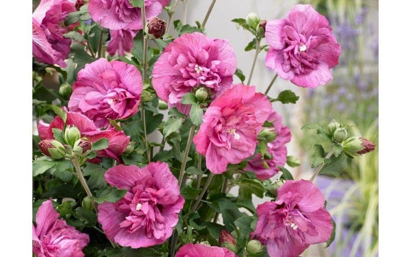Hibiscus - August