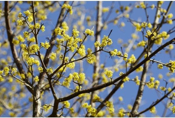 Struik februari - Cornus mas
