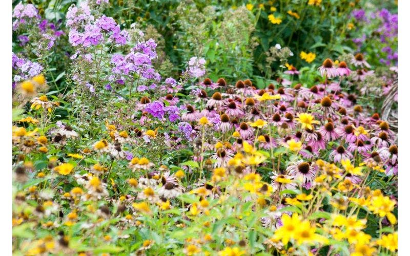 Präriengarten
