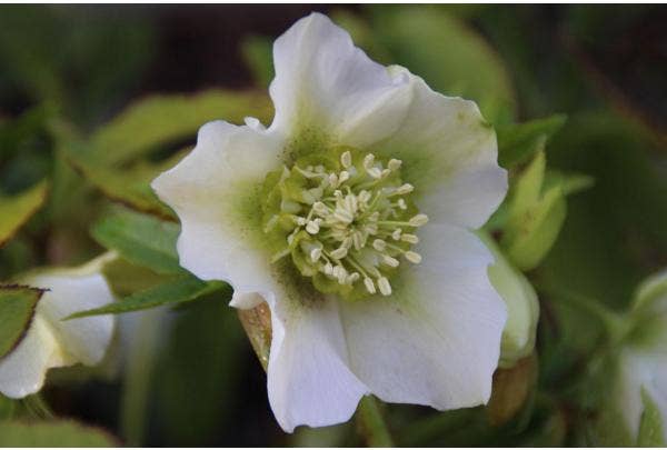 Immergrüne Pflanzen