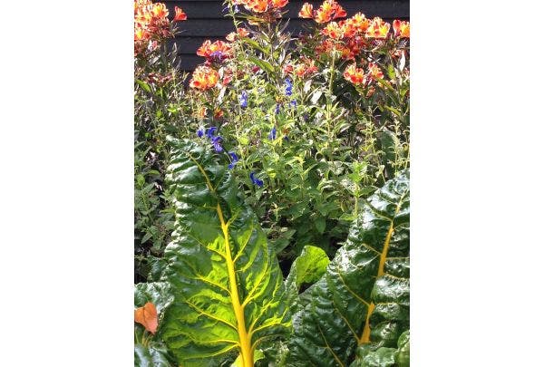 Essbare Pflanzen im Beet