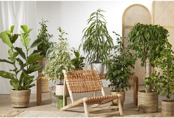 Zimmerpflanzen auswählen