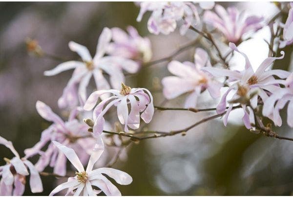 magnolia - biberbaum