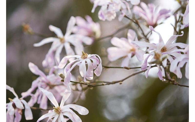 magnolia - biberbaum