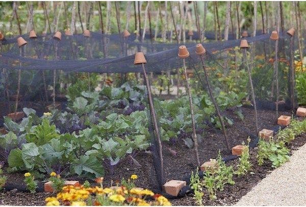 Gemüsegarten beginnen