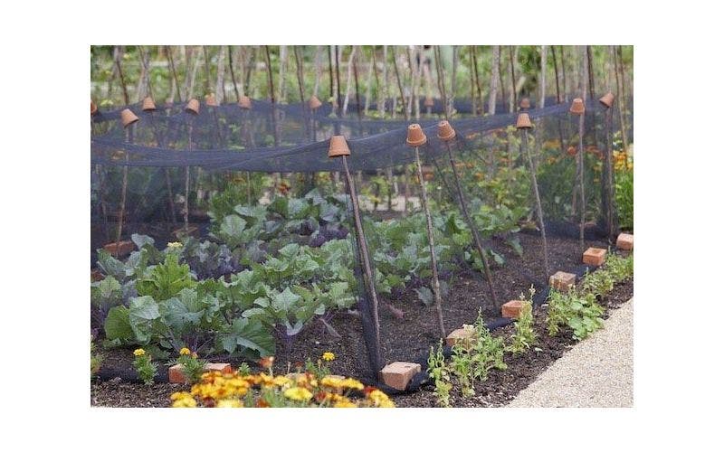 Gemüsegarten beginnen