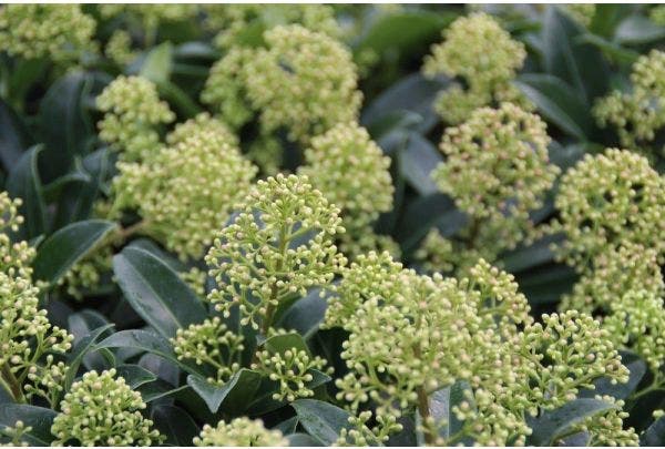 Mooiste planten in november