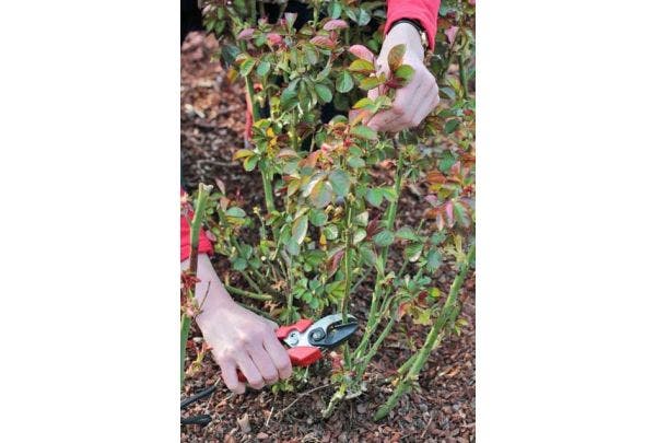 Rosen schneiden - wann und wie