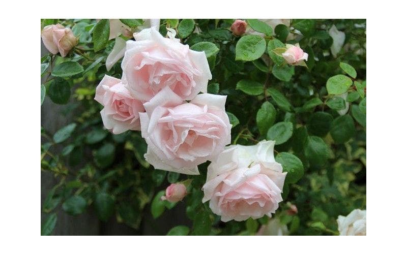 Rosenarten