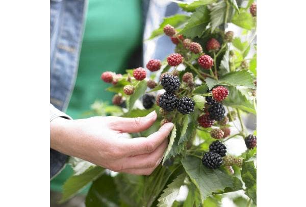 Tipps und Pflanzen für einen Esswald
