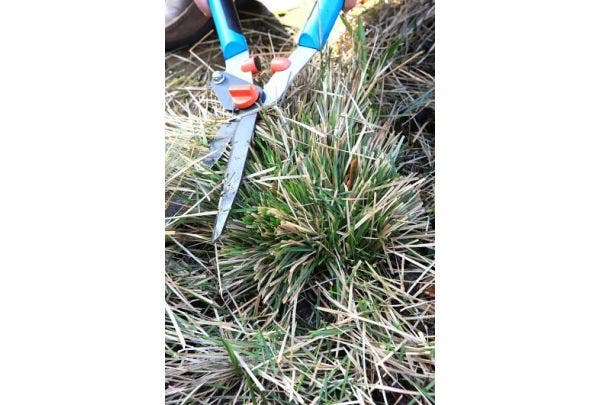 Ziergräser Arten und Pflege