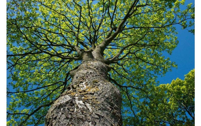 Neue Zusammenarbeit mit Trees for All