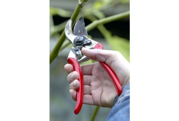 Schneiden im Frühling