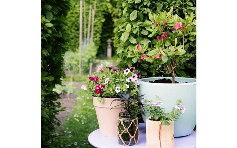 Gartenkalender Mai