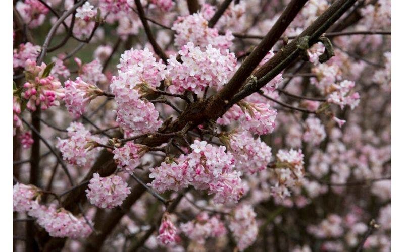 Viburnum schneiden
