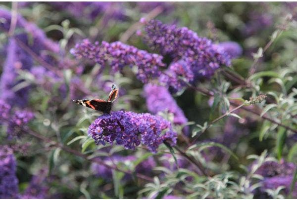 Schmetterlingsflieder schneiden
