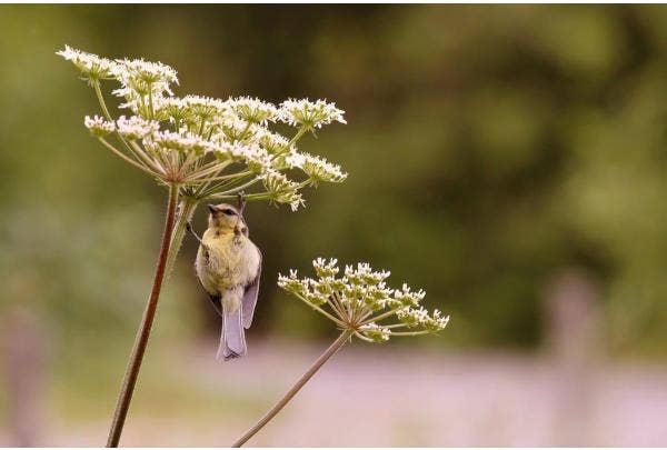 Vogelfreundliche Bepflanzung