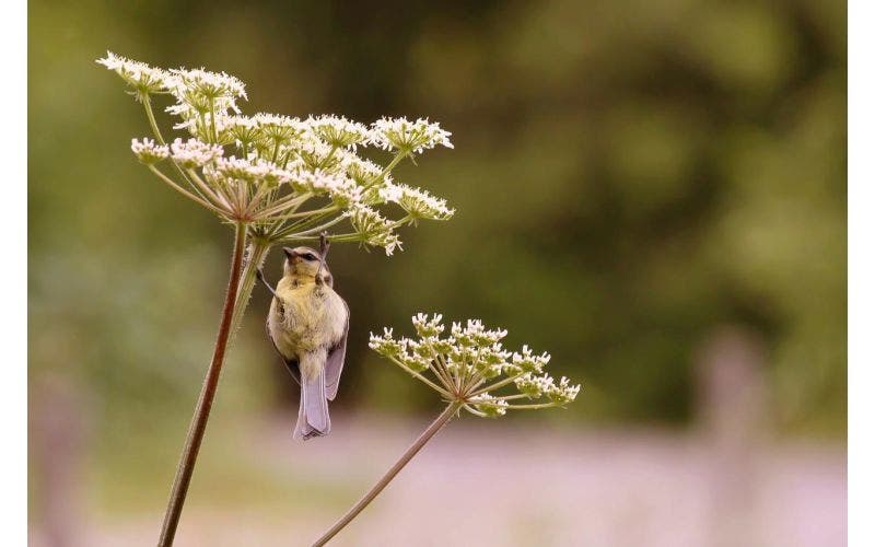 Vogelfreundliche Bepflanzung