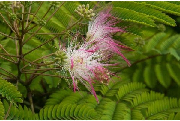 wann treibt meine Pflanze aus