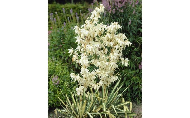 Yucca und Palmen