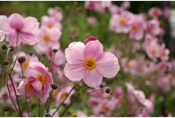Herbst-Anemone