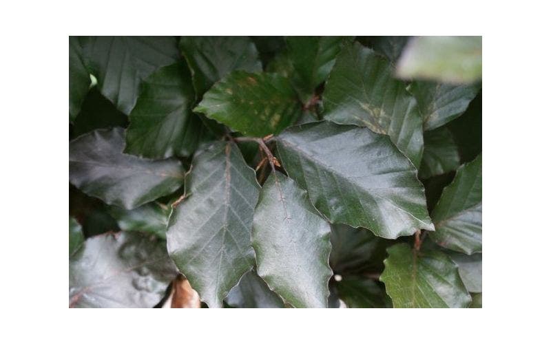 Rote Buchenhecke (Fagus sylvatica 'Atropunicea')