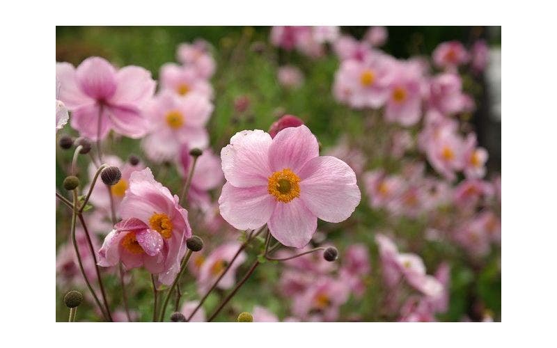 Herbst-Anemone