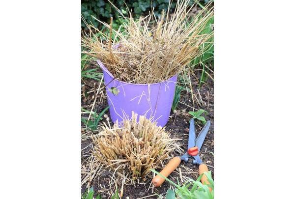 Pampasgras schneiden