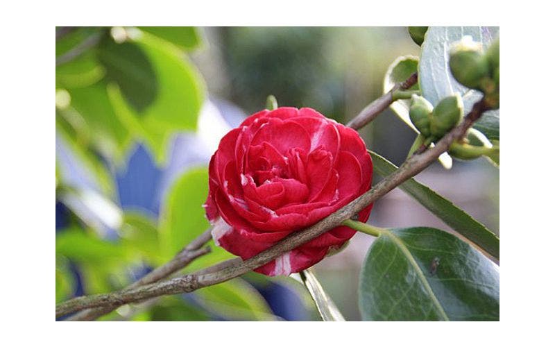 Camelie (Camellia) - Japanische Rose