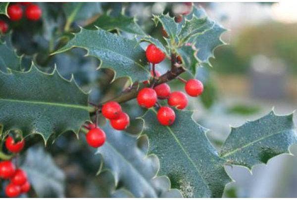 Stechpalme (Ilex)
